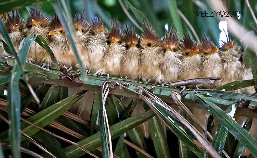 20 птахів, що вирішили трохи зігрітися birds-keep-warm-bird-huddles-17__880