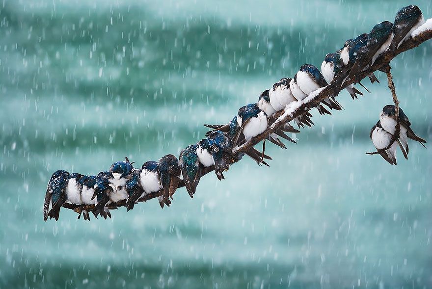 20 птахів, що вирішили трохи зігрітися birds-keep-warm-bird-huddles-1__880