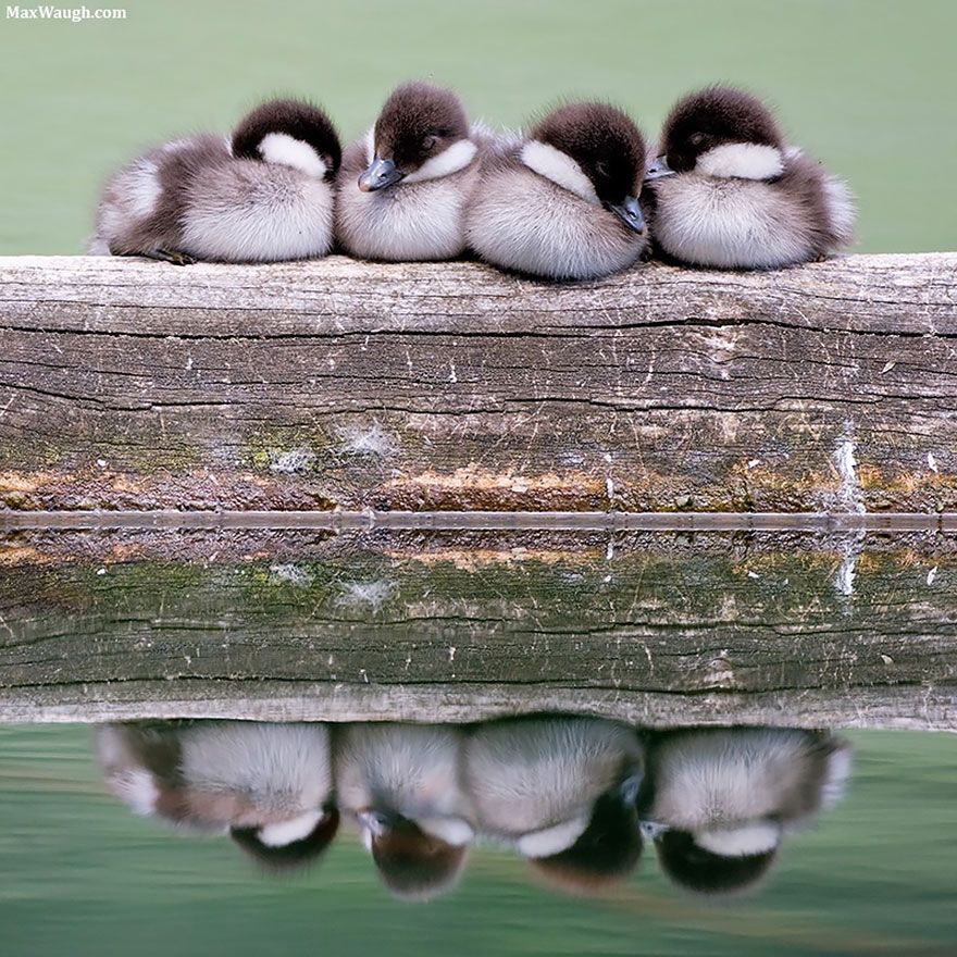 20 птахів, що вирішили трохи зігрітися birds-keep-warm-bird-huddles-22__880