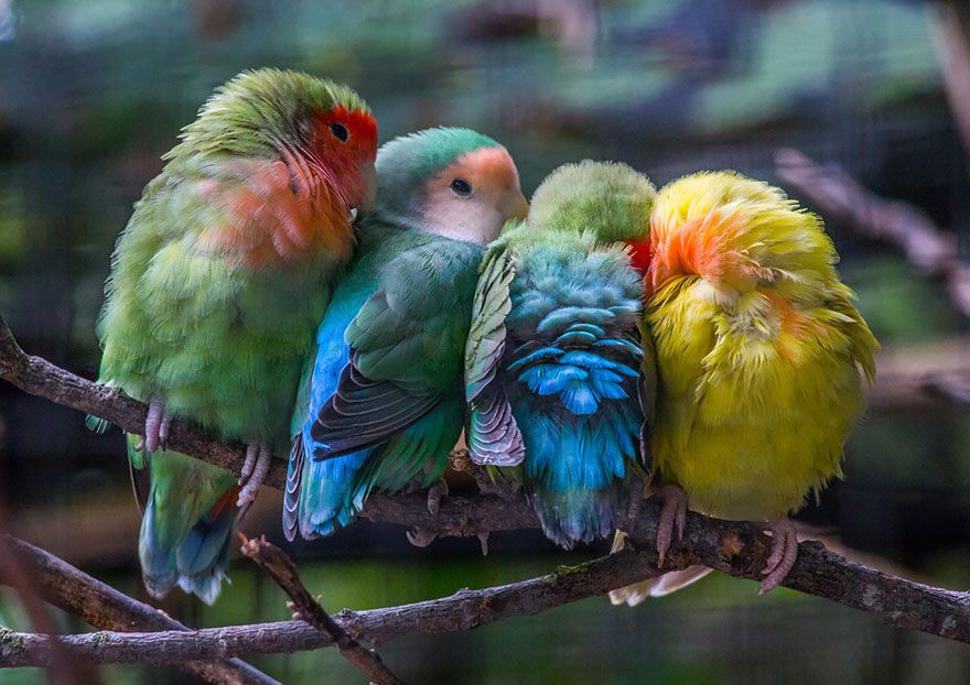 20 птахів, що вирішили трохи зігрітися birds-keep-warm-bird-huddles-23__880
