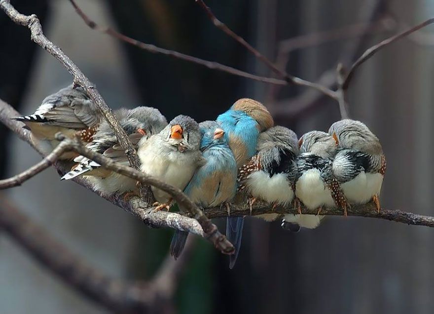 20 птахів, що вирішили трохи зігрітися birds-keep-warm-bird-huddles-2__880