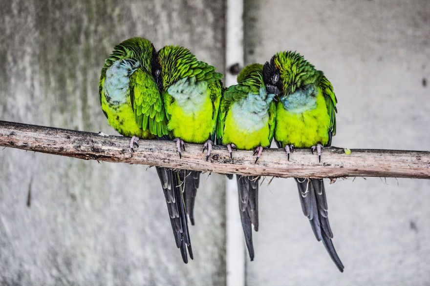 20 птахів, що вирішили трохи зігрітися birds-keep-warm-bird-huddles-30__880