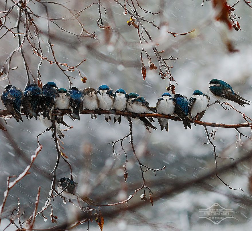 20 птахів, що вирішили трохи зігрітися birds-keep-warm-bird-huddles-3__880