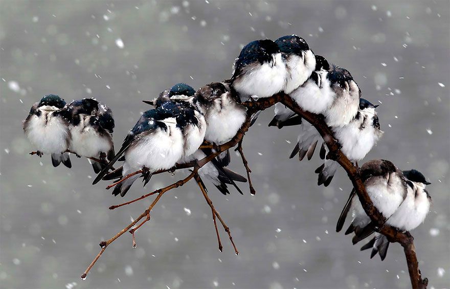 20 птахів, що вирішили трохи зігрітися birds-keep-warm-bird-huddles-4__880