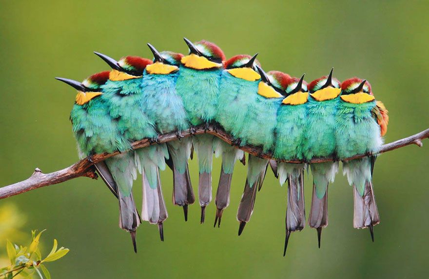 birds-keep-warm-bird-huddles-5__880