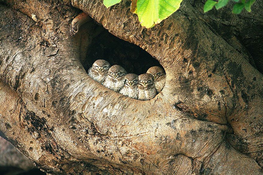 20 птахів, що вирішили трохи зігрітися birds-keep-warm-bird-huddles-7__880