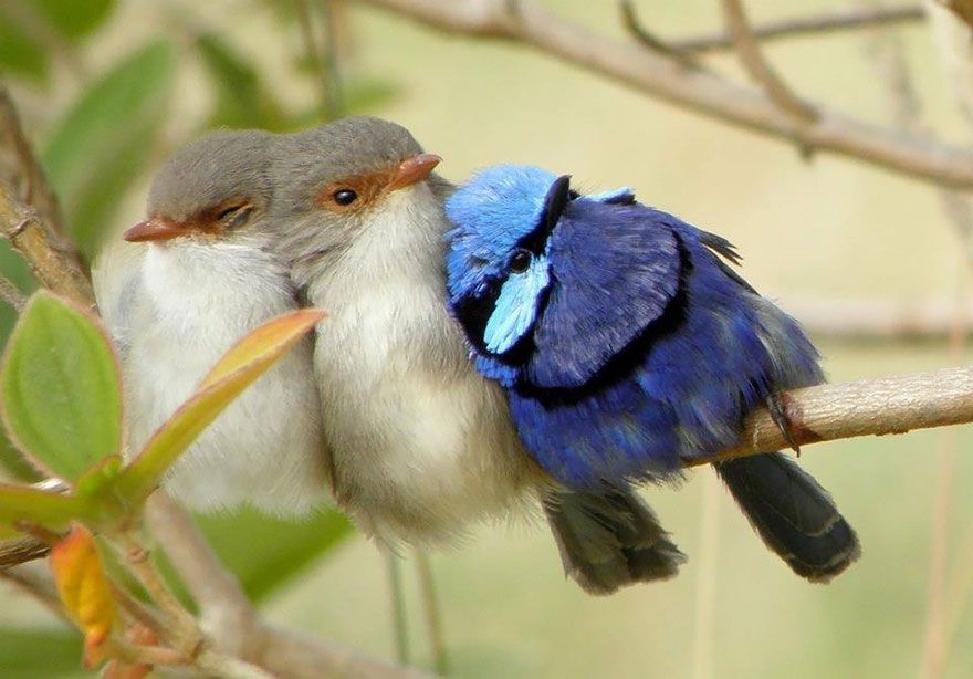20 птахів, що вирішили трохи зігрітися birds-keep-warm-bird-huddles-8__880