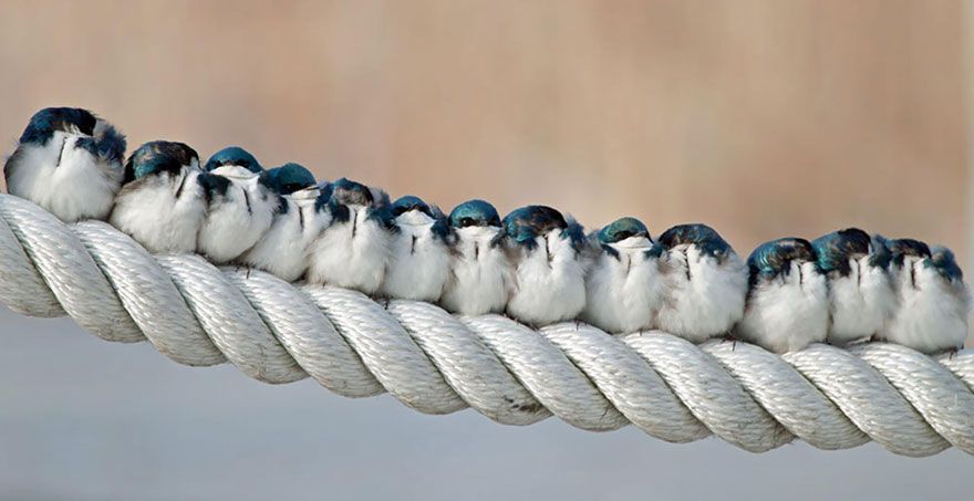 20 птахів, що вирішили трохи зігрітися birds-keep-warm-bird-huddles-9__880