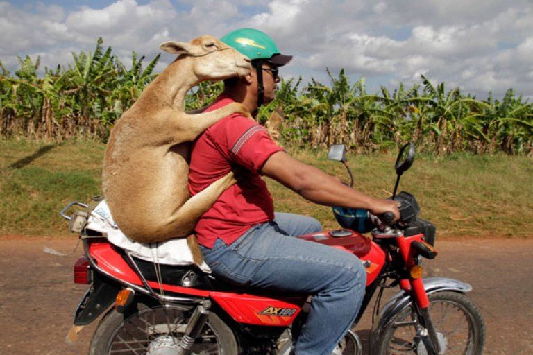 30 тварин, які змусять вас посміхнутися funnay_animal_pictures_41