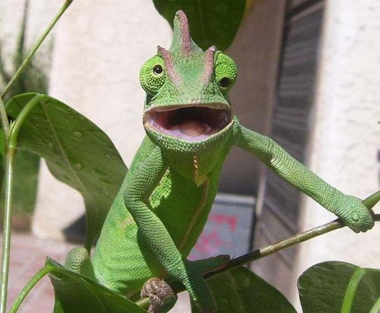30 тварин, які змусять вас посміхнутися hilariously-derpy-animals-1