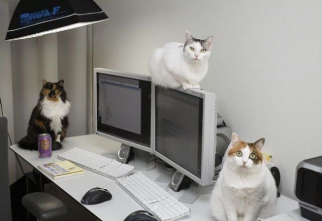 2933610-R3L8T8D-650-_bonus_chat____une_entreprise_japonaise_offre_35________ses_employ__s_pour_qu_ils_am__nent_leur_chat_6087_north_640x440