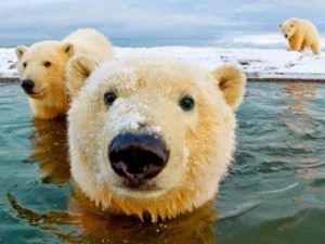 300-килограммовый медведь живет в доме как домашний питомец