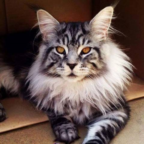 12 красивейших котов породы Мейн Кун 1-кот