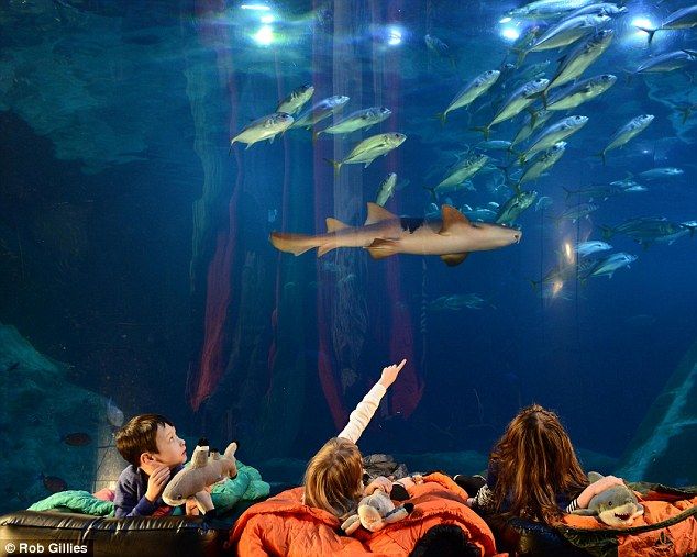 Грот с акулами: 12 невероятных туристических мест для ночлега 1-ночлег