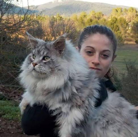 12 красивейших котов породы Мейн Кун 10-кот