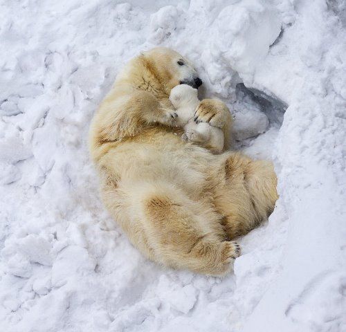 Суровые белые медведи: 13 невероятно трогательных фото 10-медведь