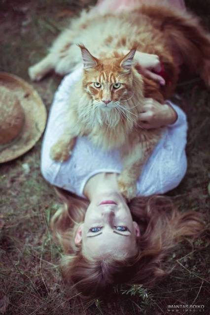 12 красивейших котов породы Мейн Кун 11-кот