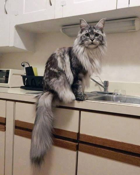 12 красивейших котов породы Мейн Кун 4-кот