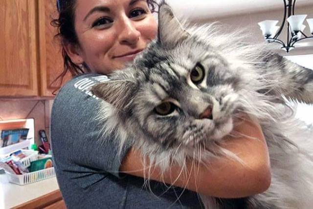 12 красивейших котов породы Мейн Кун 5-кот