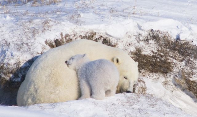Суровые белые медведи: 13 невероятно трогательных фото 6-медведь