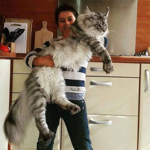 12 красивейших котов породы Мейн Кун 7-кот
