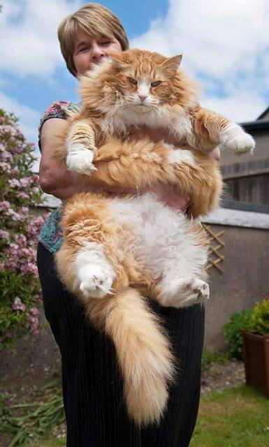 12 красивейших котов породы Мейн Кун 8-кот