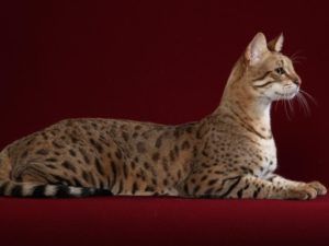 Собаки в смешных костюмах