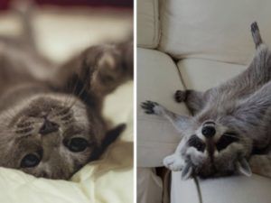Топ-10 самых популярных котиков в мире