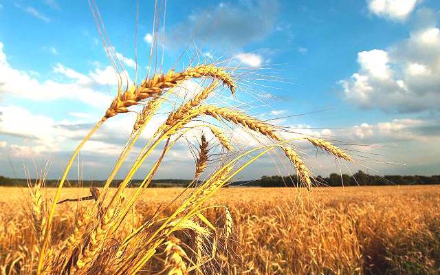 Народні прикмети на серпень 2016 avgust