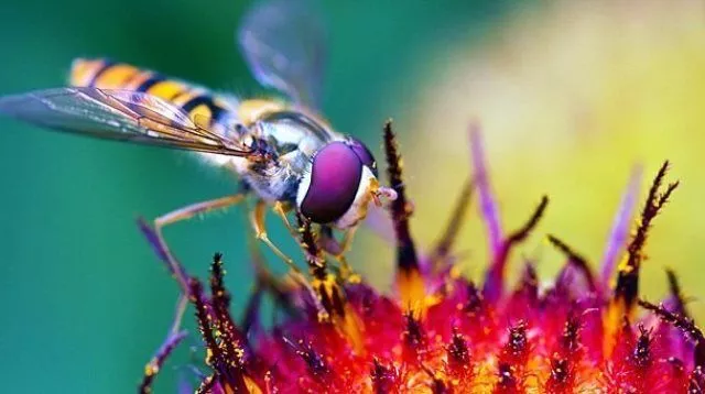macro-7