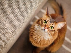 20 кошек, которые проиграли схватку с пчелами