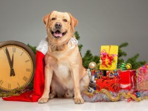 Фронтмен O.Torvald привітав читачів сайту СТБ з Новим 2018 роком! Фронтмен O.Torvald привітав читачів сайту СТБ з Новим 2018 роком!