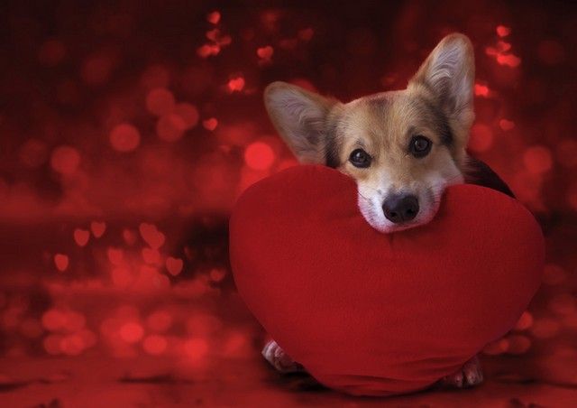 Happy Valentine's Day