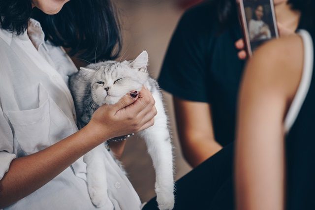 куда пойти во львове, достопримечательности львова, куда сходить во львове, красивые котики