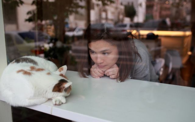 куда пойти во львове, достопримечательности львова, куда сходить во львове, красивые котики