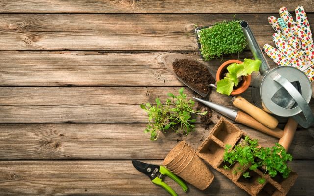 Місячний календар садівника-городника на серпень 2018 року від Олени Курилової iStock-673641858