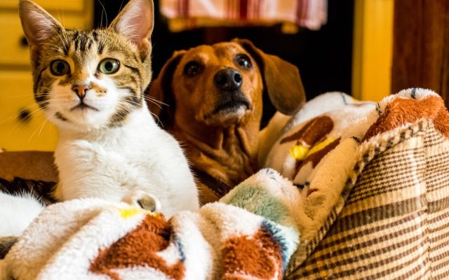 Как оригинально поздравить с Днем святого Валентина: 10 способов от Григория Решетника iStock-950229452