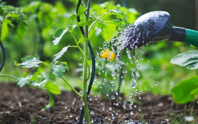 Лунный календарь садовода-огородника на июнь 2019 года от экстрасенса Ольги Калиновой лунный календарь садовода на июнь 2019