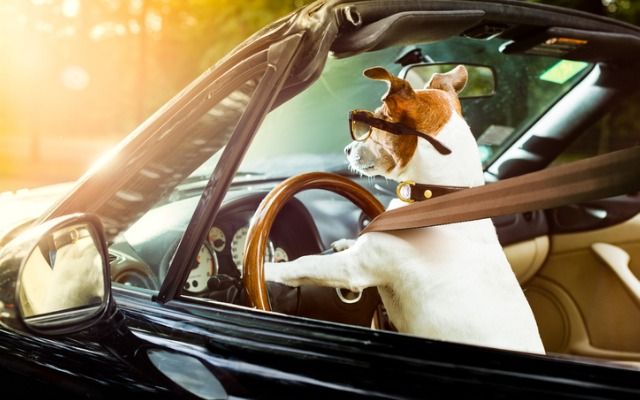 путешествие на машине