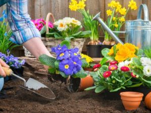 календарь садовода-огородника