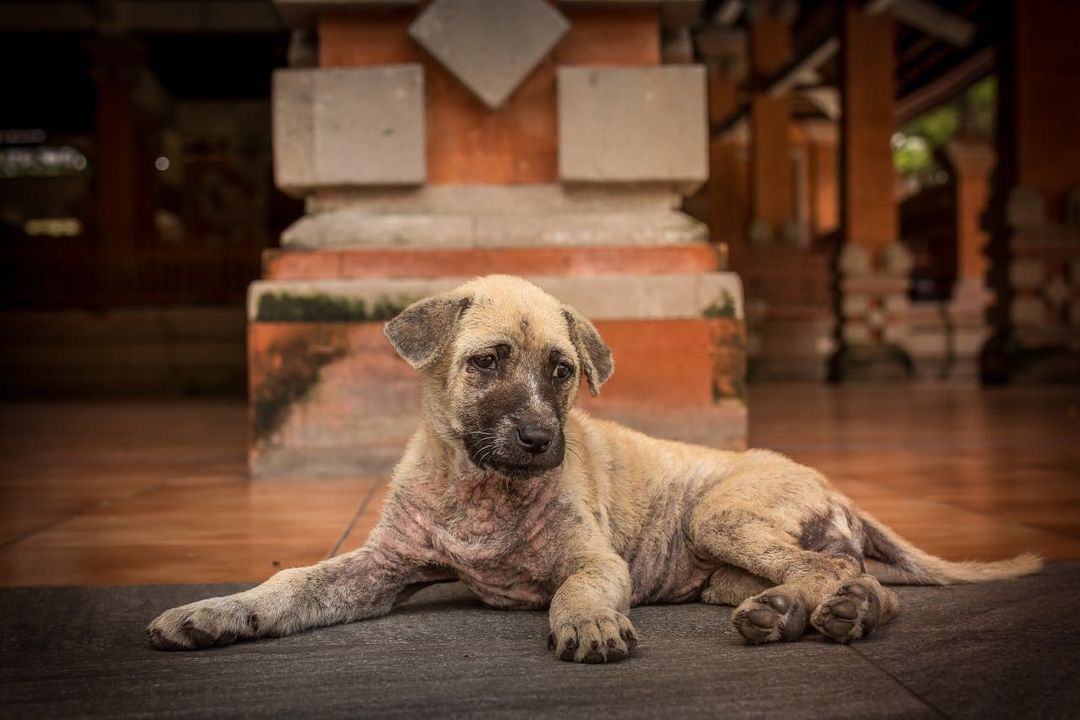 Пересечение границы с животным Как пересекать границу с животным: что нужно знать