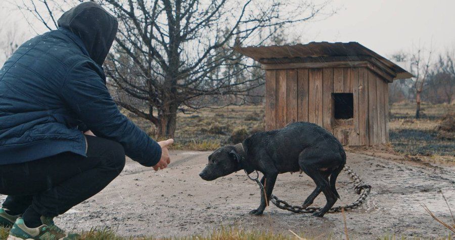 СТБ покаже документальний фільм про евакуацію тварин «У пошуках Ніки»