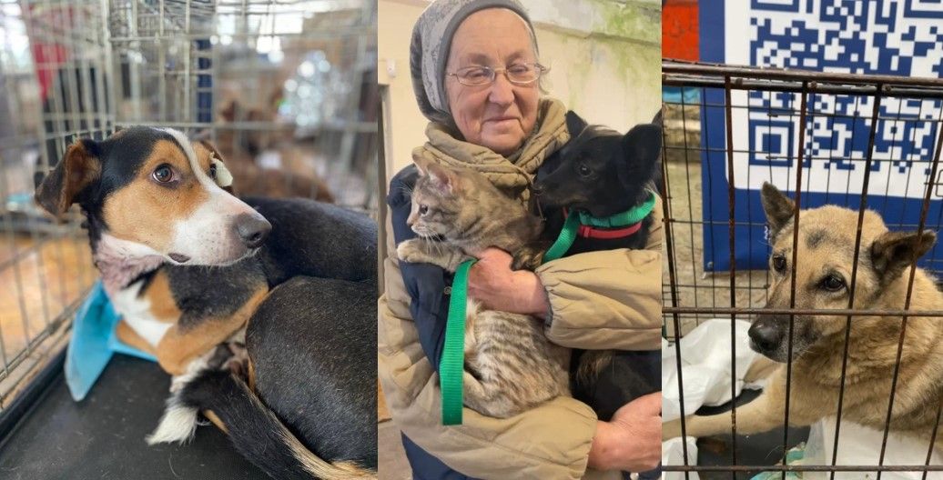 От наклеек до спасения: акция «Лапка заботы» собрала 1,5 миллиона гривен для животных у линии фронта