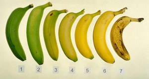 madurez_del_platano