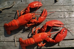 Two Red Lobsters on a Dock