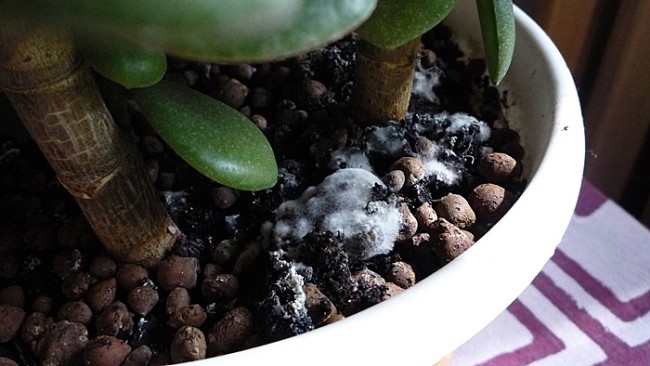 Топ-3 признаков, что вашим цветам нужна пересадка. Советы Нелли Мурашкиной белый налет