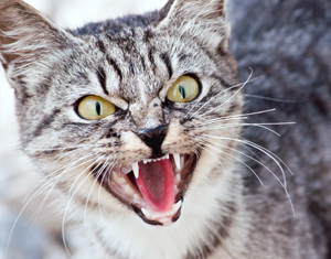 iStock_17620706_LARGE