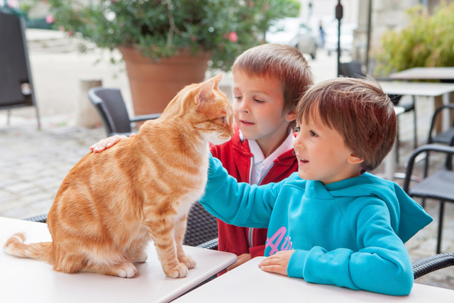 Кошка из ада: решаем конфликт кота и ребенка! iStock_73593969_XLARGE