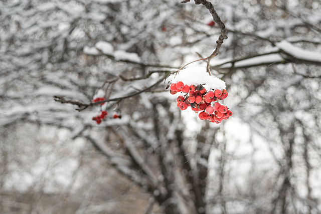 Маска з горобини: рецепт для сухої шкіри обличчя Рецепт маски з горобини для сухої шкіри обличчя