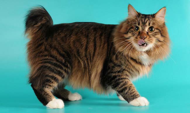 American-Bobtail